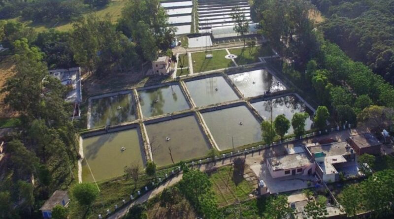 Himachal’s Blue Revolution: Fish Farming Brings Hope to Rural Families HIMACHAL HEADLINES