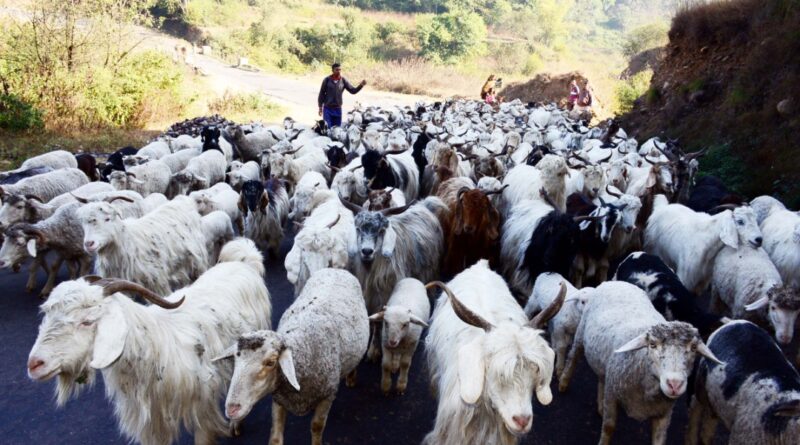 PEHEL Project to transform pastoral livelihoods in Himachal Pradesh HIMACHAL HEADLINES