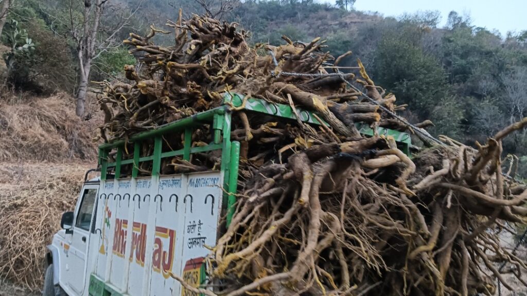 Kashmal Under Threat: Wild Plant Exploitation Raises Alarm in Mashobra HIMACHAL HEADLINES