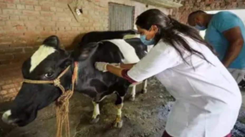 Physical test for Pashu Mitras based on policy and safety HIMACHAL HEADLINES