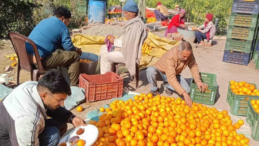 Himachal's Sweet Oranges Shine: A New Chapter in Organized Farming HIMACHAL HEADLINES