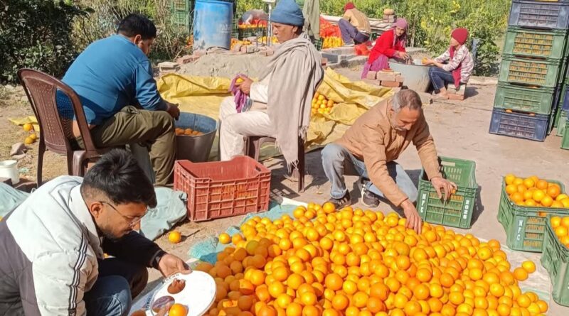 Himachal's Sweet Oranges Shine: A New Chapter in Organized Farming HIMACHAL HEADLINES