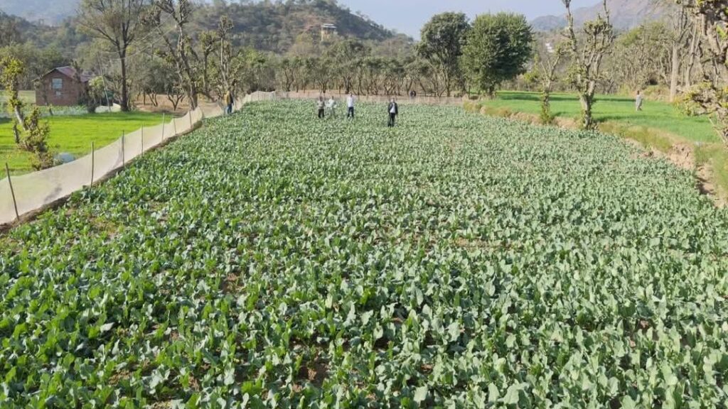 A Seed of Change: Chakoh Village Cultivates a New Future with Cabbage Seeds HIMACHAL HEADLINES