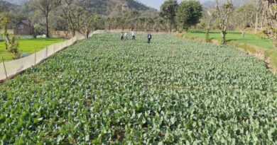 A Seed of Change: Chakoh Village Cultivates a New Future with Cabbage Seeds HIMACHAL HEADLINES