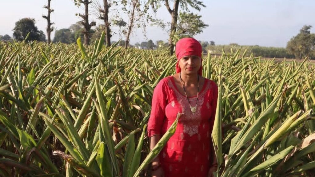 From Soil to Success: A Farmer's Journey Back to Nature From Soil to Success: A Farmer's Journey Back to Nature HIMACHAL HEADLINES