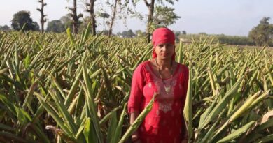 From Soil to Success: A Farmer's Journey Back to Nature HIMACHAL HEADLINES