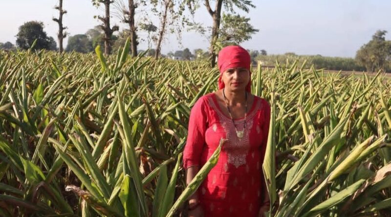 From Soil to Success: A Farmer's Journey Back to Nature HIMACHAL HEADLINES