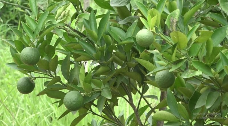From Orchard to Market: A Cool Solution for Hamirpur’s Growing Fruit Harvest HIMACHAL HEADLINES