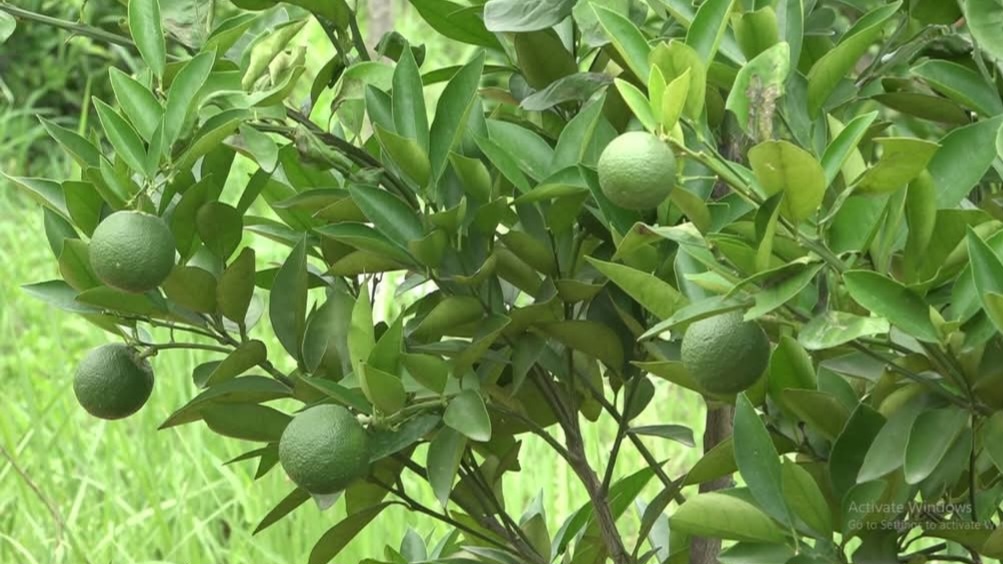 From Orchard to Market: A Cool Solution for Hamirpur’s Growing Fruit Harvest From Orchard to Market: A Cool Solution for Hamirpur’s Growing Fruit Harvest HIMACHAL HEADLINES