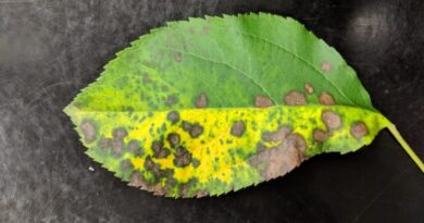 Nauni Varsity to Launch Awareness Drive on Alternaria and Marssonina Leaf Blotch in Apple HIMACHAL HEADLINES