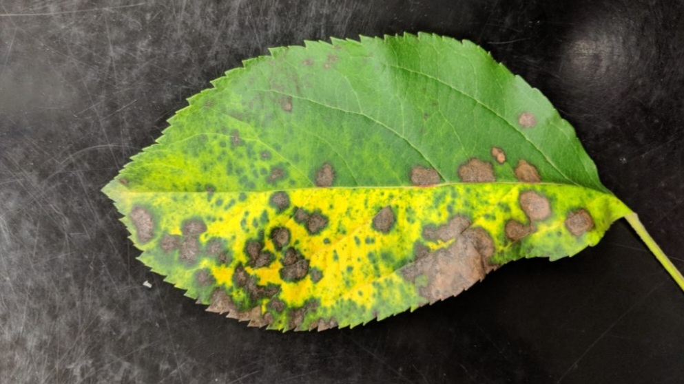 Nauni Varsity to Resume Awareness Drive on Alternaria and Marssonina Leaf Blotch in Apple from February 17 Nauni Varsity to Resume Awareness Drive on Alternaria and Marssonina Leaf Blotch in Apple from February 17 HIMACHAL HEADLINES
