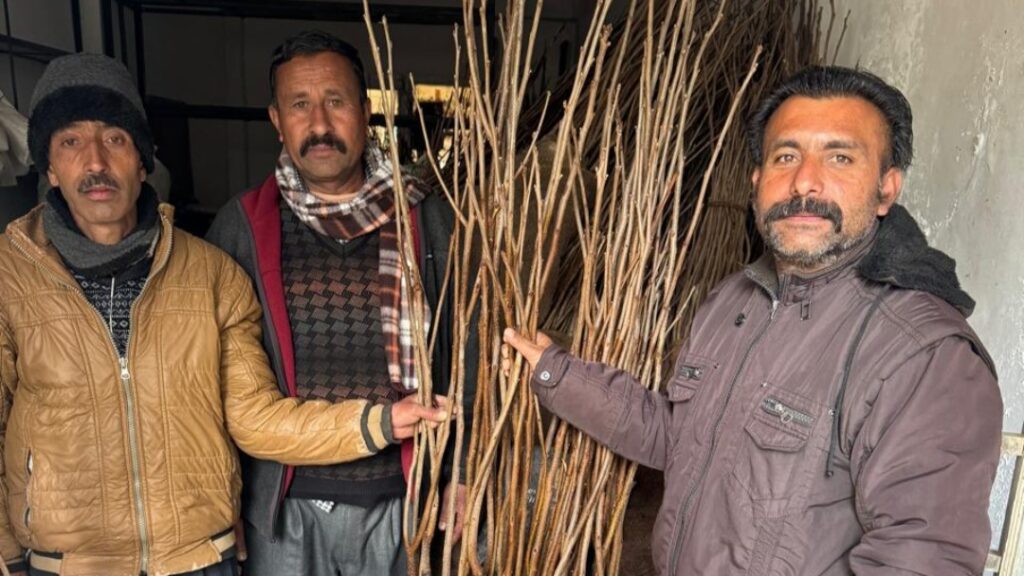 Distribution of fruit plants started at Horticulture Sales Center Mashobra HIMACHAL HEADLINES