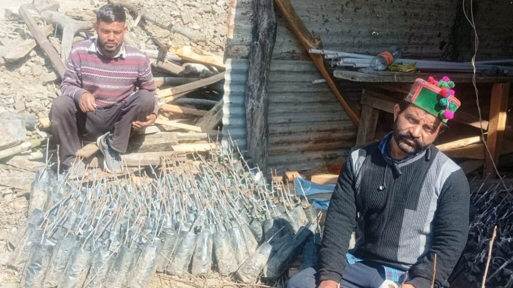 From Apples to Persimmons: Farmers in Himachal Embrace a Sweet New Future HIMACHAL HEADLINES
