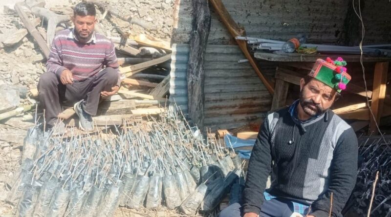 From Apples to Persimmons: Farmers in Himachal Embrace a Sweet New Future HIMACHAL HEADLINES