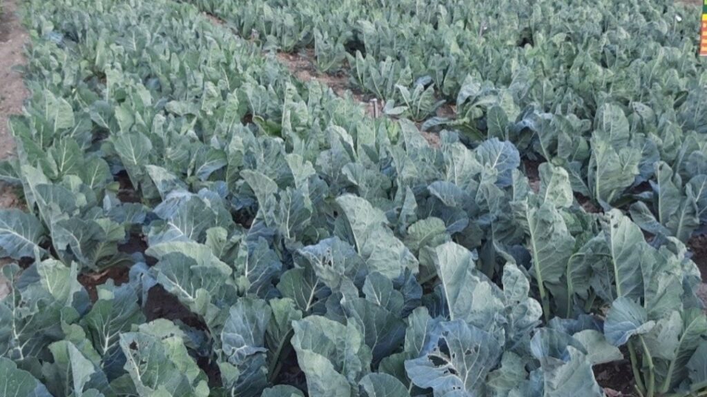 Nauni varsity cauliflower variety recognized at national level Nauni varsity cauliflower variety recognized at national level HIMACHAL HEADLINES