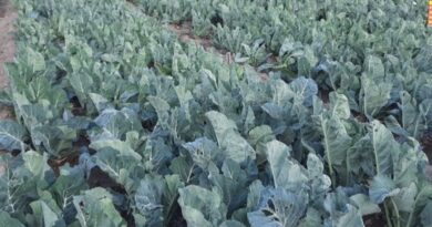 Nauni varsity cauliflower variety recognized at national level HIMACHAL HEADLINES