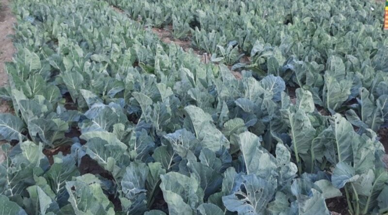 Nauni varsity cauliflower variety recognized at national level HIMACHAL HEADLINES
