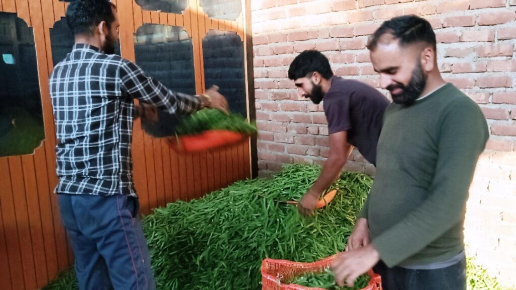 Peas sold at Solan vegetable market for only Rs 28 per kilogram HIMACHAL HEADLINES
