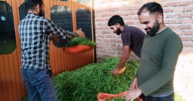 Peas sold at Solan vegetable market for only Rs 28 per kilogram HIMACHAL HEADLINES