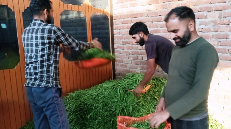 Peas sold at Solan vegetable market for only Rs 28 per kilogram HIMACHAL HEADLINES