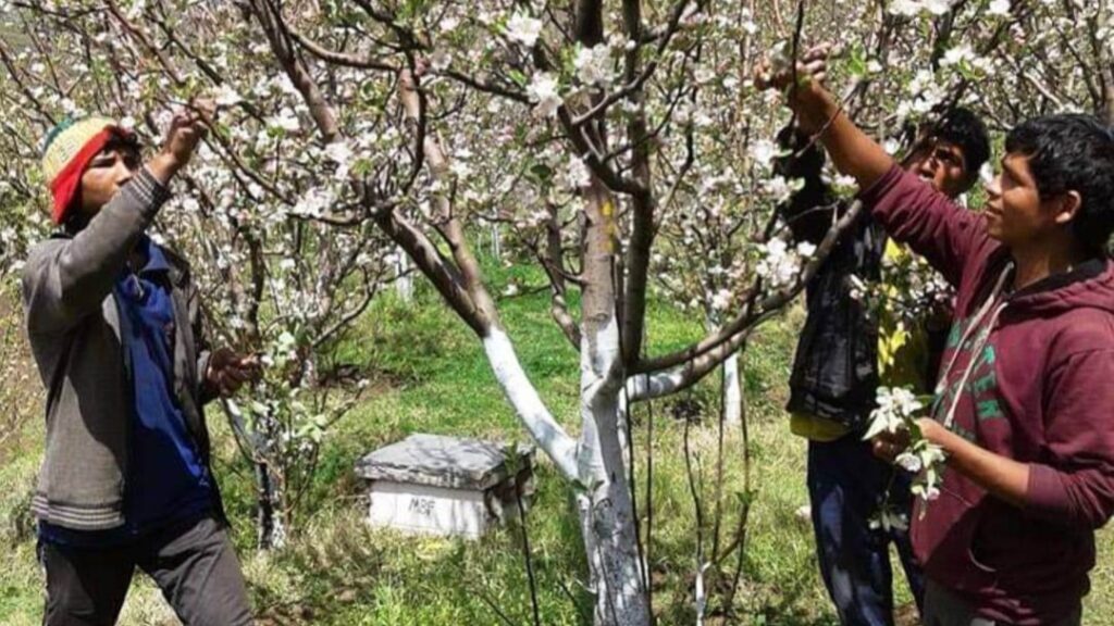 Increase apple production with modern and scientific techniques : Dr Satish Sharma HIMACHAL HEADLINES