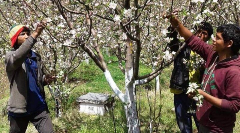 Increase apple production with modern and scientific techniques : Dr Satish Sharma HIMACHAL HEADLINES