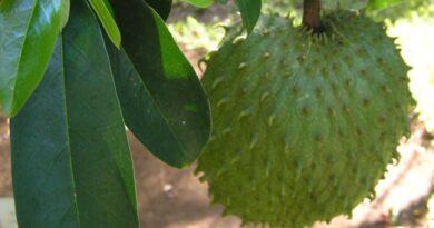 Glow Naturally: How Soursop Nourishes and Protects Your Skin