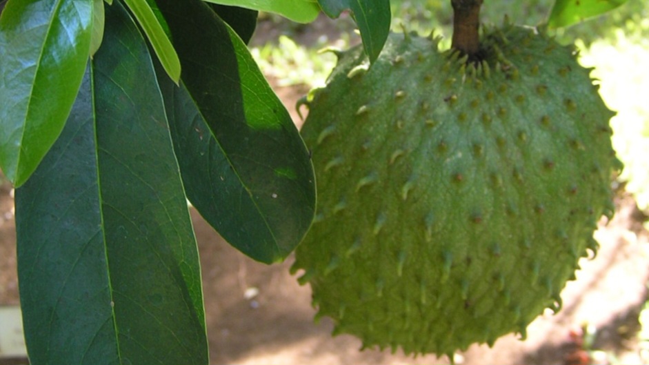 Glow Naturally: How Soursop Nourishes and Protects Your Skin Glow Naturally: How Soursop Nourishes and Protects Your Skin HIMACHAL HEADLINES
