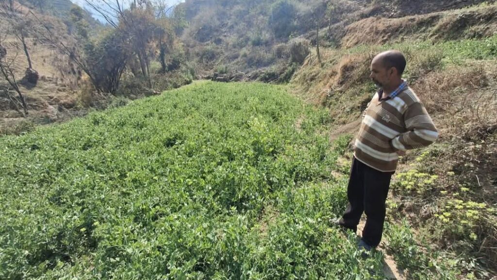 From Barren to Bountiful: How One Farmer's Determination, Backed by Govt Support, Turned His Land into Gold From Barren to Bountiful: How One Farmer's Determination, Backed by Govt Support, Turned His Land into Gold HIMACHAL HEADLINES