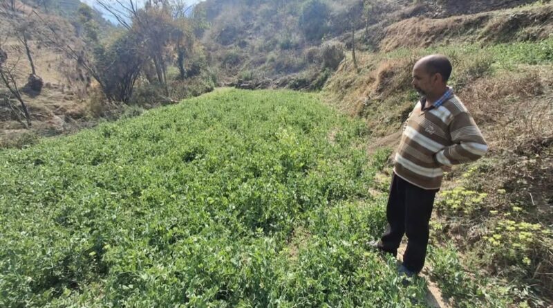 From Barren to Bountiful: How One Farmer's Determination, Backed by Govt Support, Turned His Land into Gold From Barren to Bountiful: How One Farmer's Determination, Backed by Govt Support, Turned His Land into Gold HIMACHAL HEADLINES