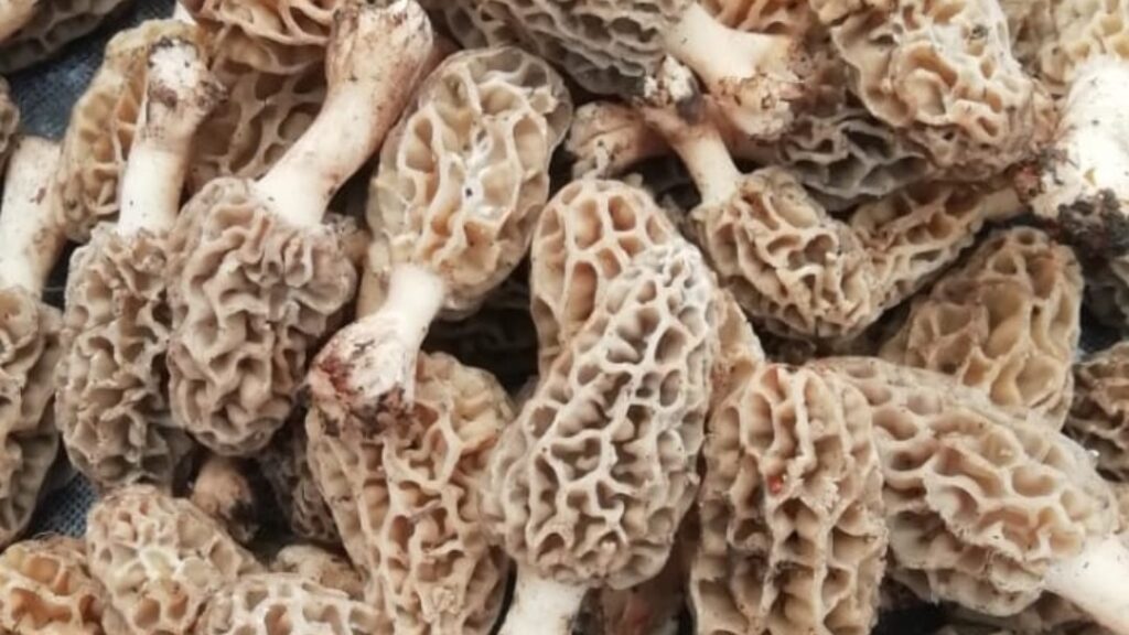 Gucchi Mushrooms: Nature’s Hidden Treasure in the Himalayas HIMACHAL HEADLINES