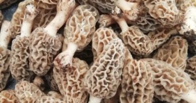 Gucchi Mushrooms: Nature’s Hidden Treasure in the Himalayas