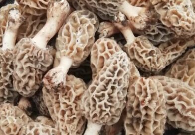 Gucchi Mushrooms: Nature’s Hidden Treasure in the Himalayas