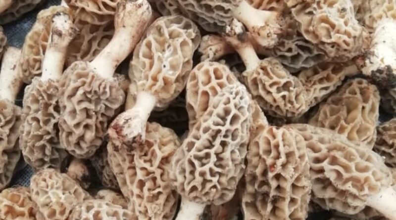 Gucchi Mushrooms: Nature’s Hidden Treasure in the Himalayas HIMACHAL HEADLINES