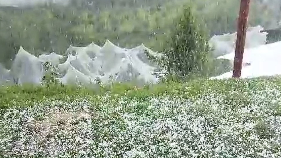 Rain, Hail, and Worry: Himachal’s Farmers Face Nature’s Test HIMACHAL HEADLINES