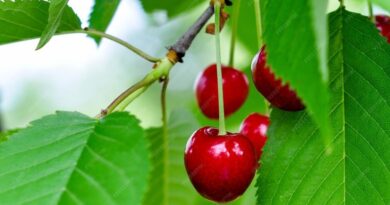 Adani Agri Fresh to Begin Procurement of Cherry in Upper Shimla