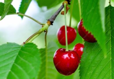 Adani Agri Fresh to Begin Procurement of Cherry in Upper Shimla