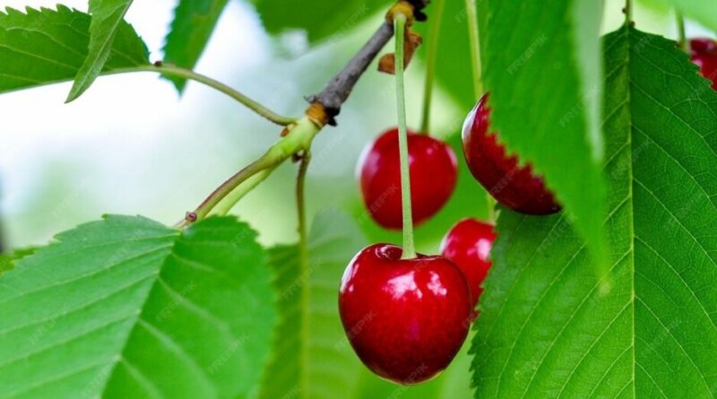 Adani Agri Fresh to Begin Procurement of Cherry in Upper Shimla HIMACHAL HEADLINES