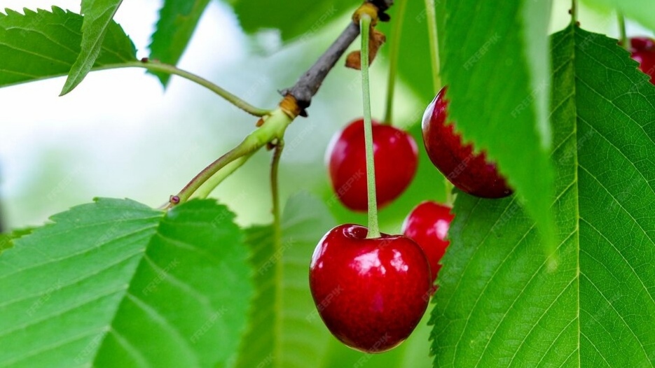 Adani Agri Fresh Expands into Cherries, Brings New Opportunities for Himachal’s Fruit Growers Adani Agri Fresh Expands into Cherries, Brings New Opportunities for Himachal’s Fruit Growers HIMACHAL HEADLINES