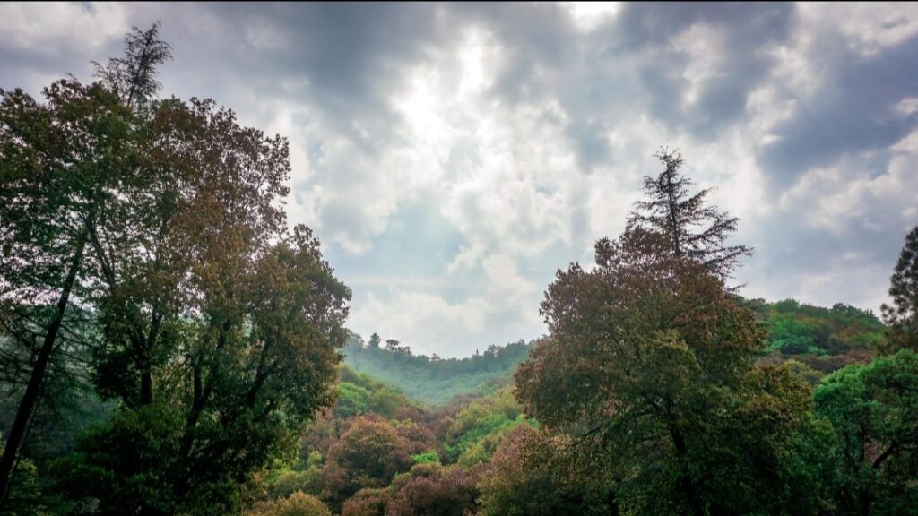 Himachal Launches ‘Mission 32 Percent’ to Expand Forest Cover Himachal Launches ‘Mission 32 Percent’ to Expand Forest Cover HIMACHAL HEADLINES