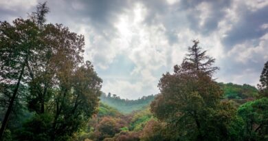 Himachal Launches ‘Mission 32 Percent’ to Expand Forest Cover