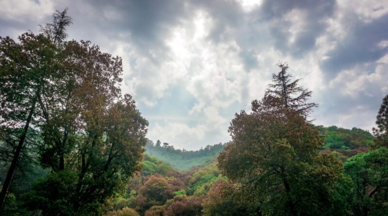 Himachal Launches ‘Mission 32 Percent’ to Expand Forest Cover Himachal Launches ‘Mission 32 Percent’ to Expand Forest Cover HIMACHAL HEADLINES