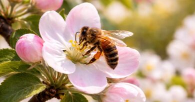 Blossoms in Peril: How Changing Weather Threatens Himachal’s Apple Story Blossoms in Peril: How Changing Weather Threatens Himachal’s Apple Story