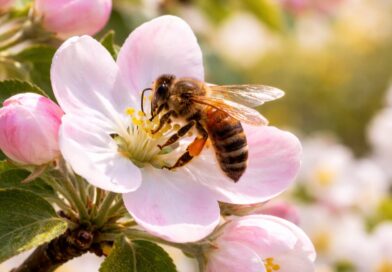 Blossoms in Peril: How Changing Weather Threatens Himachal’s Apple Story