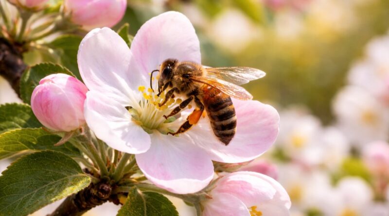 Blossoms in Peril: How Changing Weather Threatens Himachal’s Apple Story