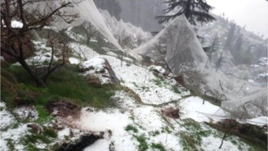 Shielding Orchards from the Storm: Himachal Plans Stronger Insurance for Apple Farmers HIMACHAL HEADLINES