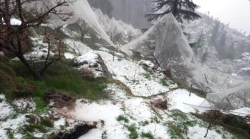 Shielding Orchards from the Storm: Himachal Plans Stronger Insurance for Apple Farmers Shielding Orchards from the Storm: Himachal Plans Stronger Insurance for Apple Farmers HIMACHAL HEADLINES
