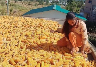 How Himachal’s Natural Farming Push has Put ₹78 Crore in the Pockets of Mandi’s Farmers