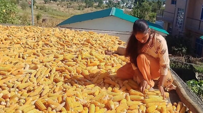 How Himachal's Natural Farming Push has Put ₹78 Crore in the Pockets of Mandi's Farmers HIMACHAL HEADLINES