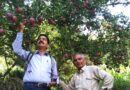 Apple variety ‘Kanwar Majholi Selection-1’ registered by PPV&FRA